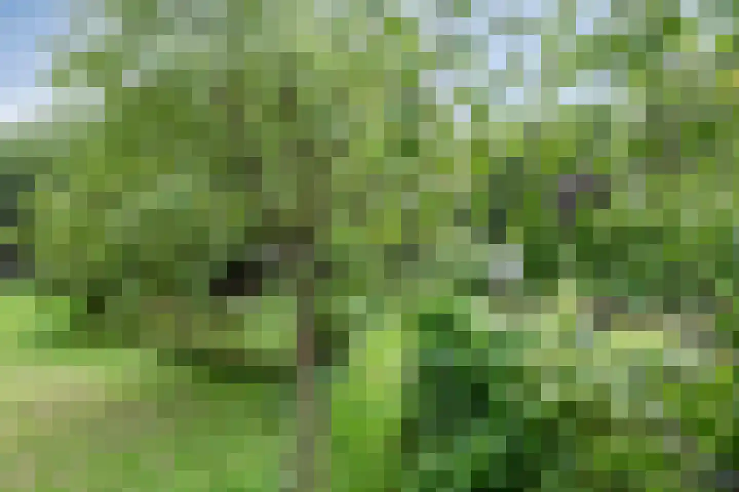 Waalbandijk 116 Dodewaard thumbnail 73