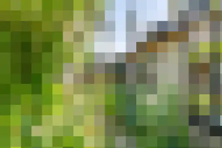 Waalbandijk 120 Heesselt thumbnail 40