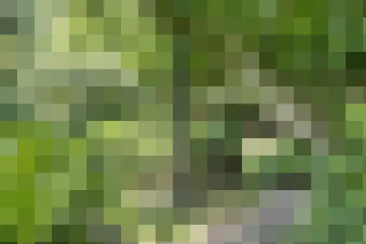 Waalbandijk 16 Varik thumbnail 39