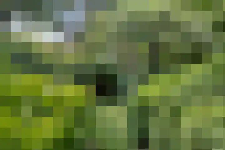 Waalbandijk 16 Varik thumbnail 40