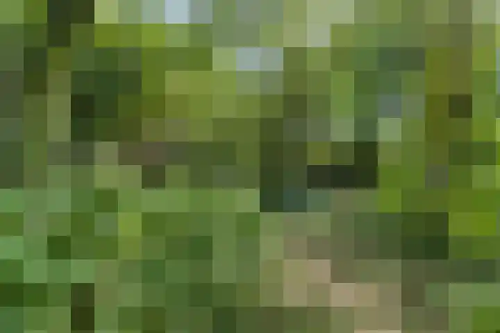 Waalbandijk 16 Varik thumbnail 43
