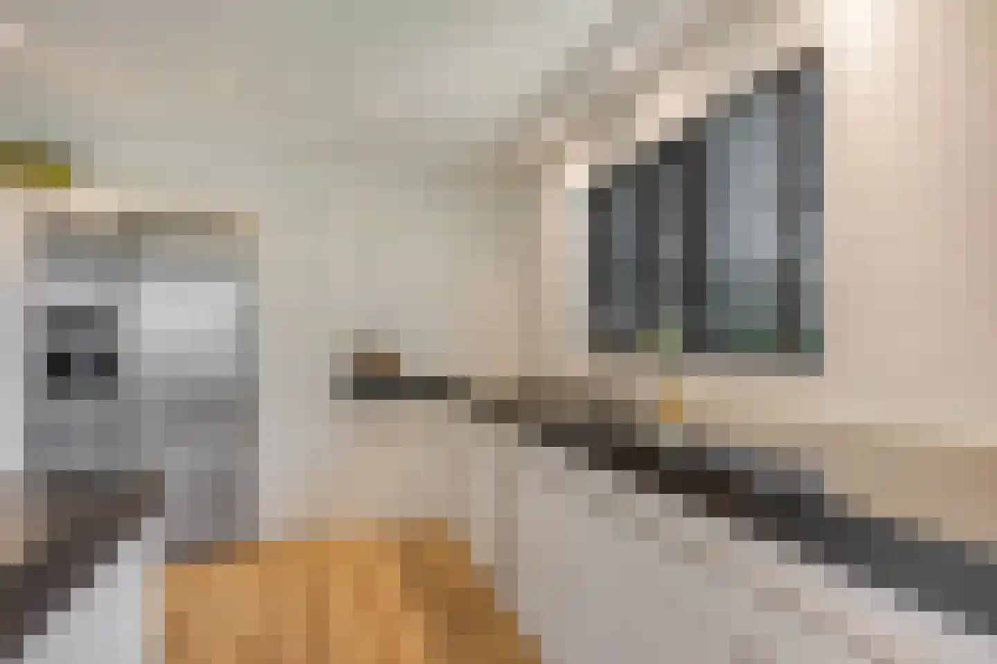 Waalbandijk 17 Dodewaard thumbnail 16