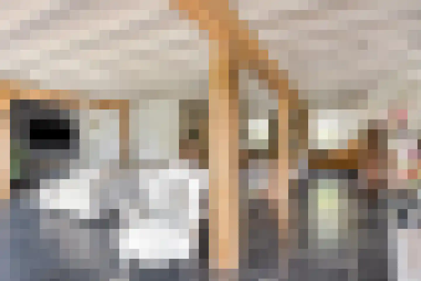 Waalbandijk 86 Afferden thumbnail 22