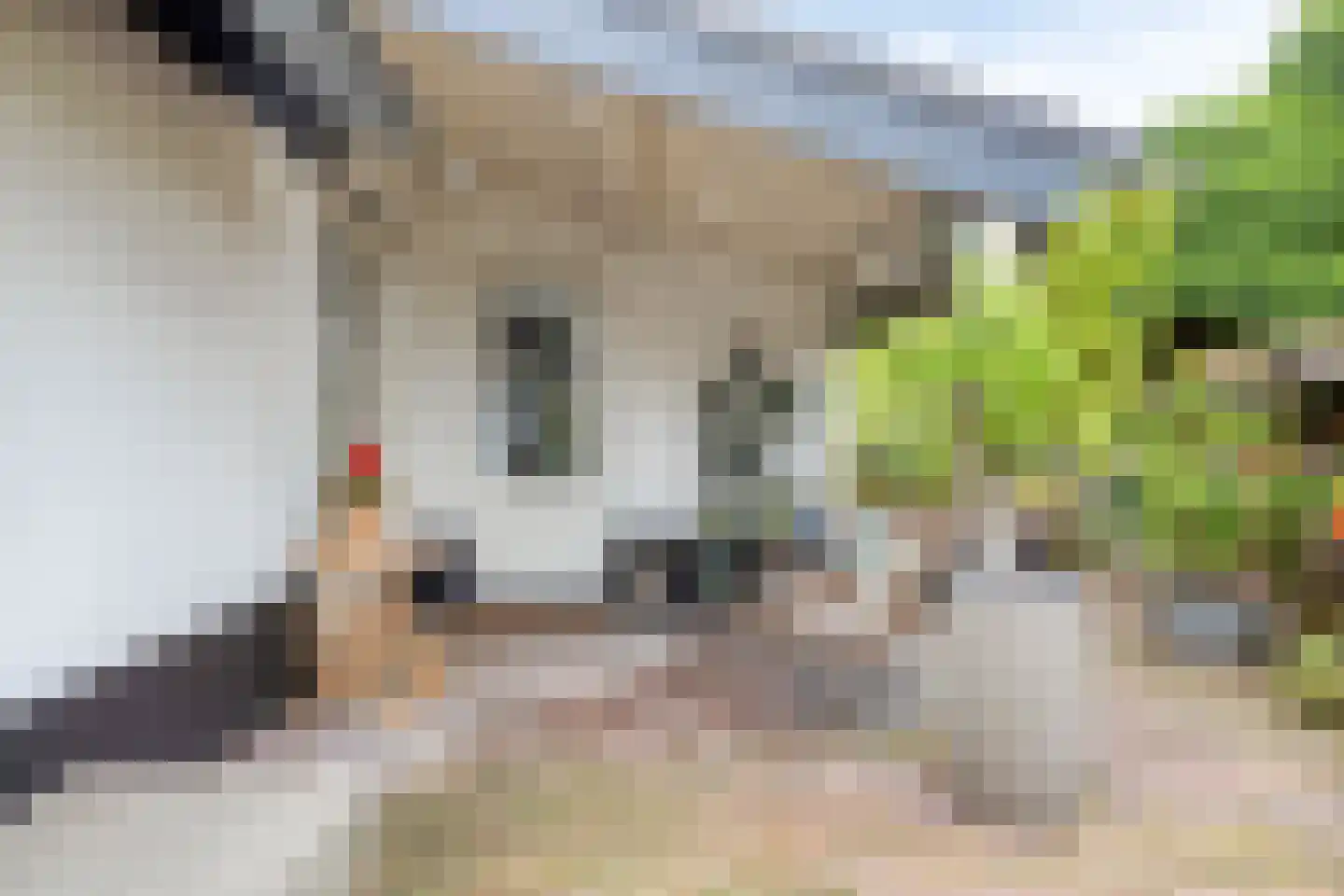 Waalbandijk 86 Afferden thumbnail 40