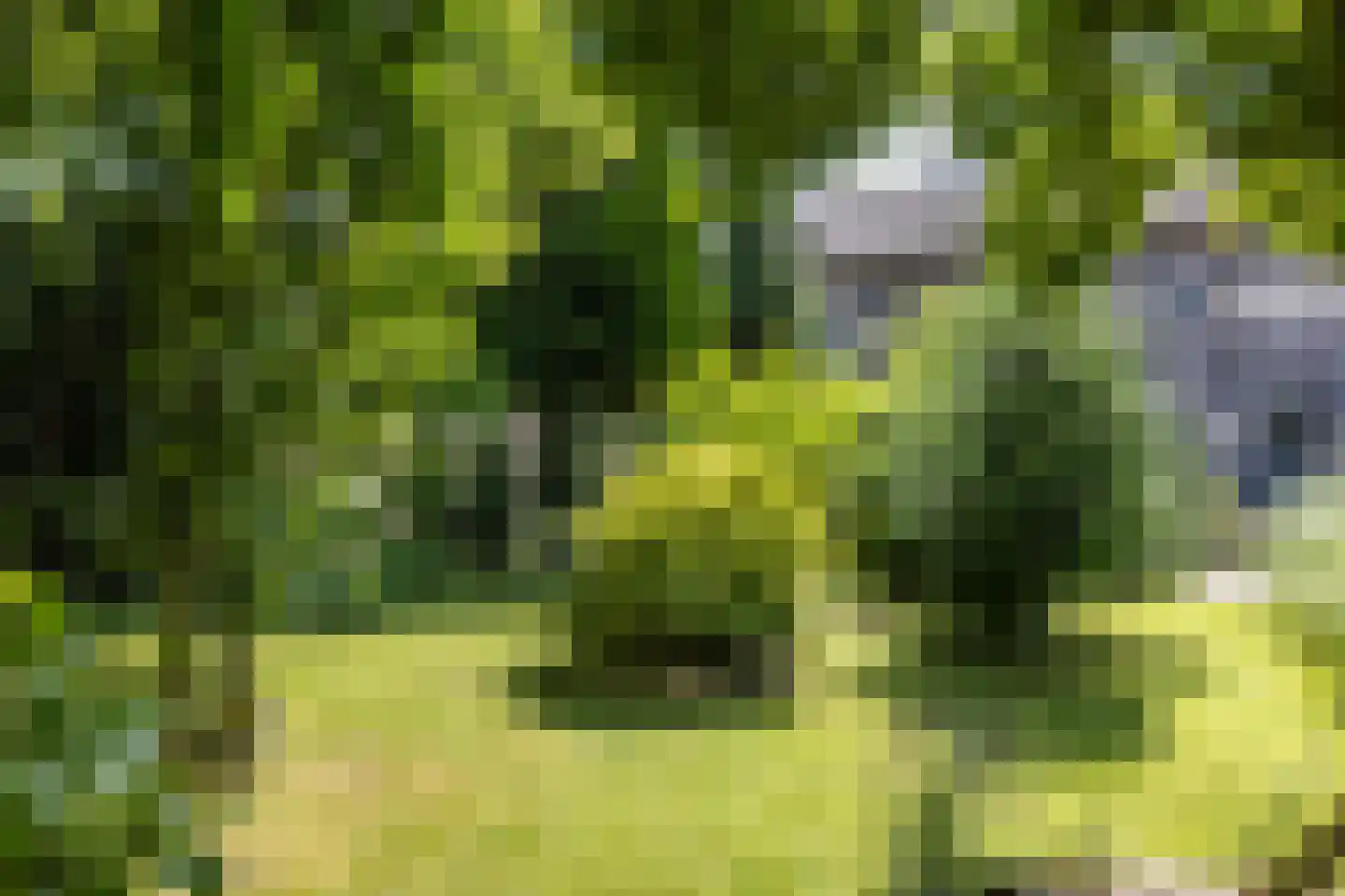 Waalbroek 9 Simpelveld thumbnail 7