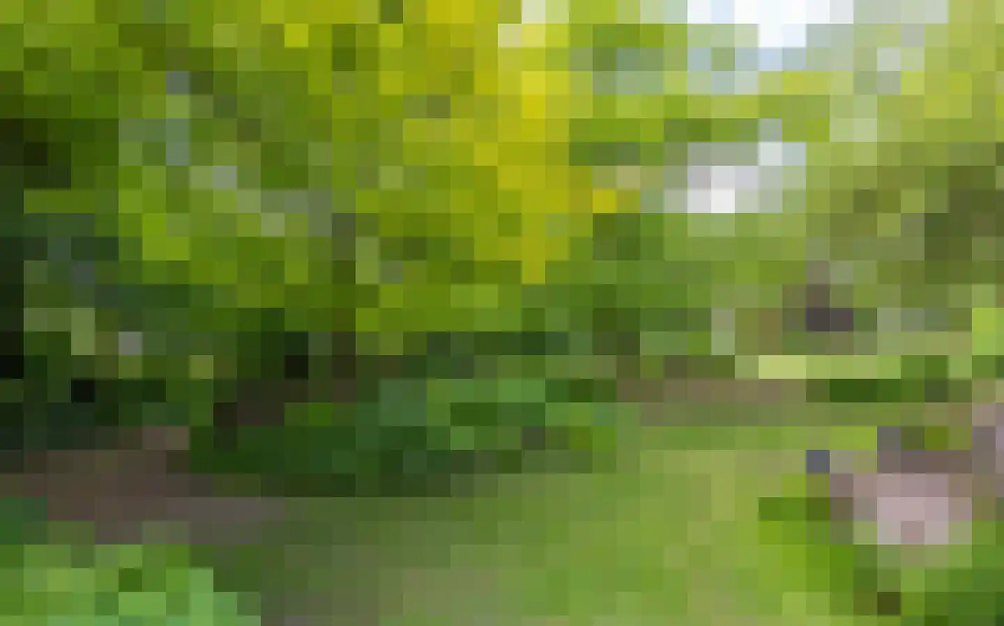 Waaldijk 12 Bemmel thumbnail 26