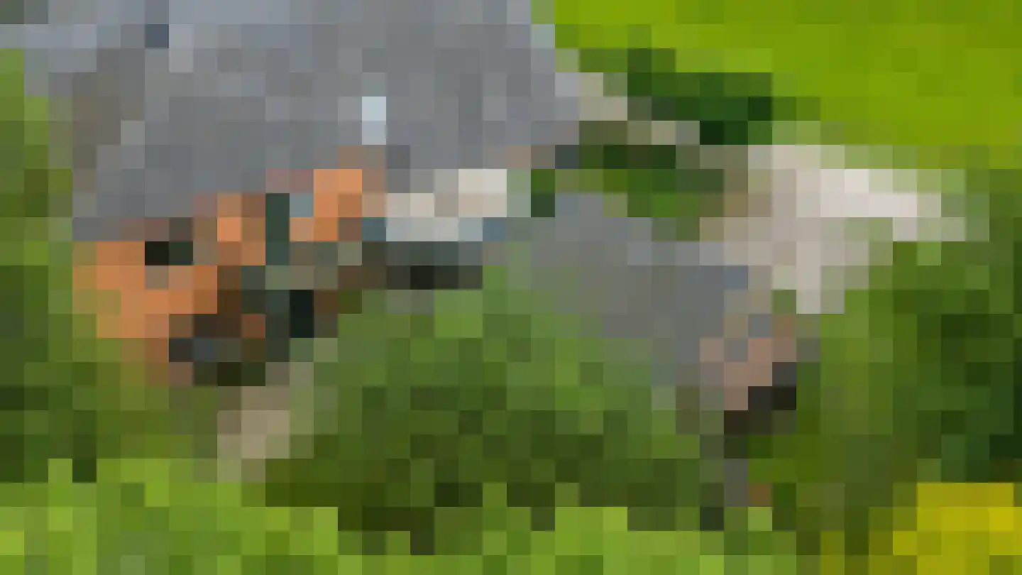 Waaldijk 12 Bemmel thumbnail 47