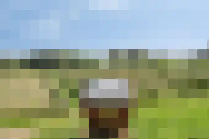 Waaldijk 159 Brakel thumbnail 39