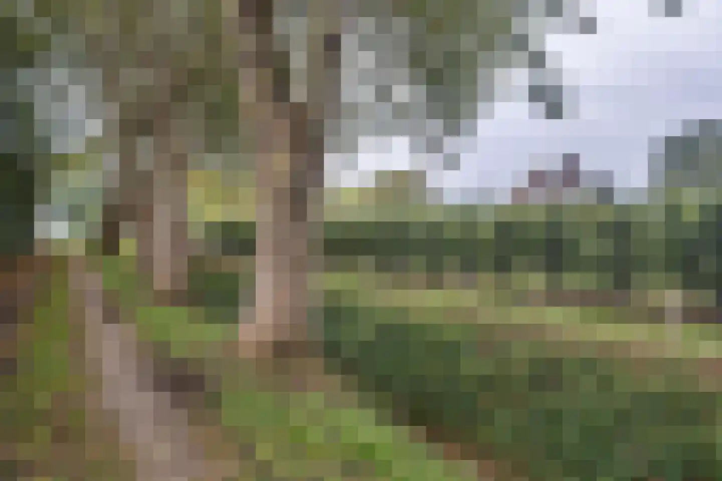 Waaldijk 41 Brakel thumbnail 45