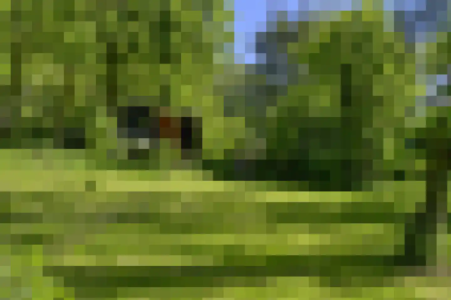 Waaldijk 46 Dreumel thumbnail 54