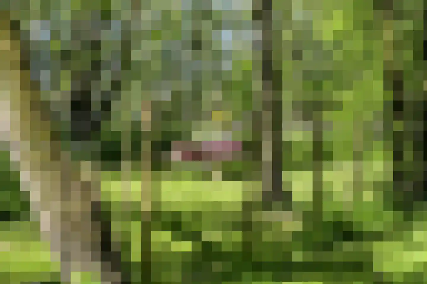 Waaldijk 46 Dreumel thumbnail 56