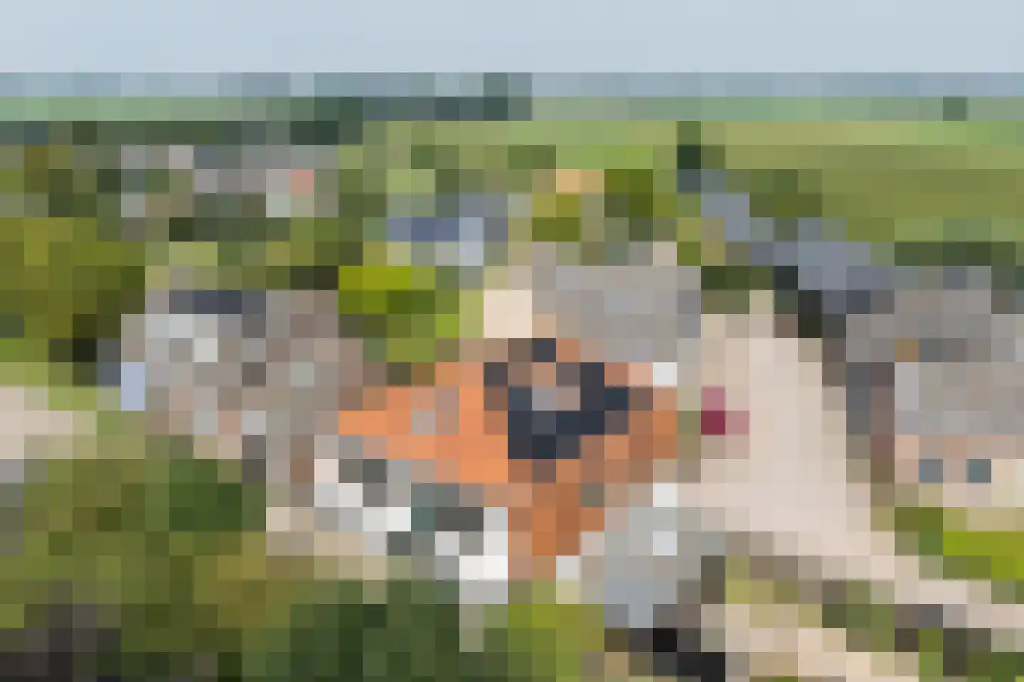 Waaldijk 55 Herwijnen thumbnail 46