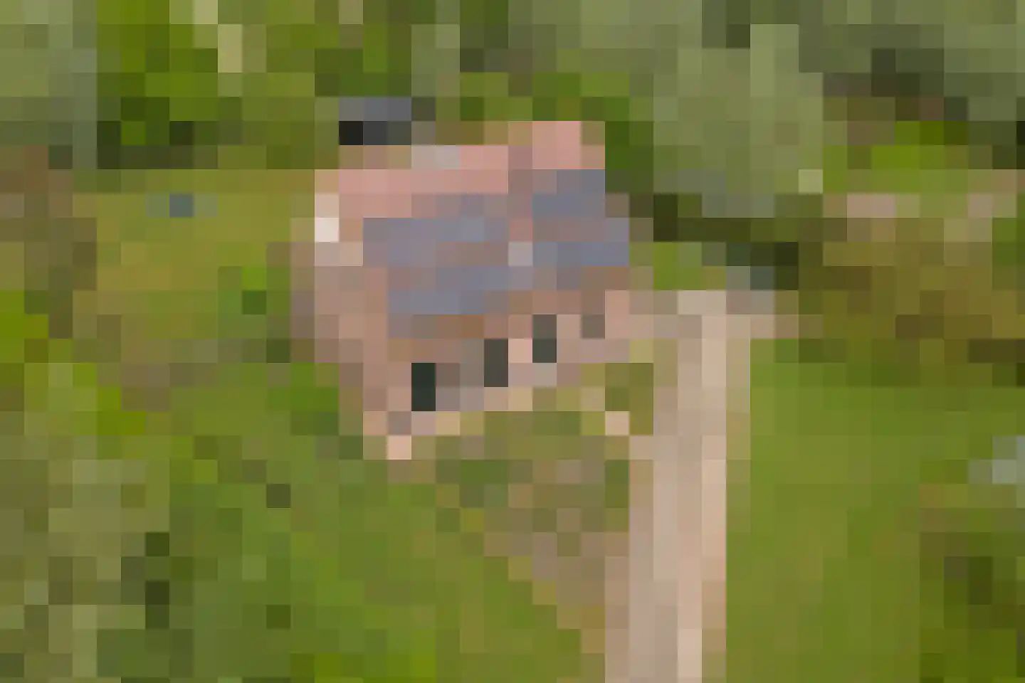 Waaldijk 7 Herwijnen thumbnail 49