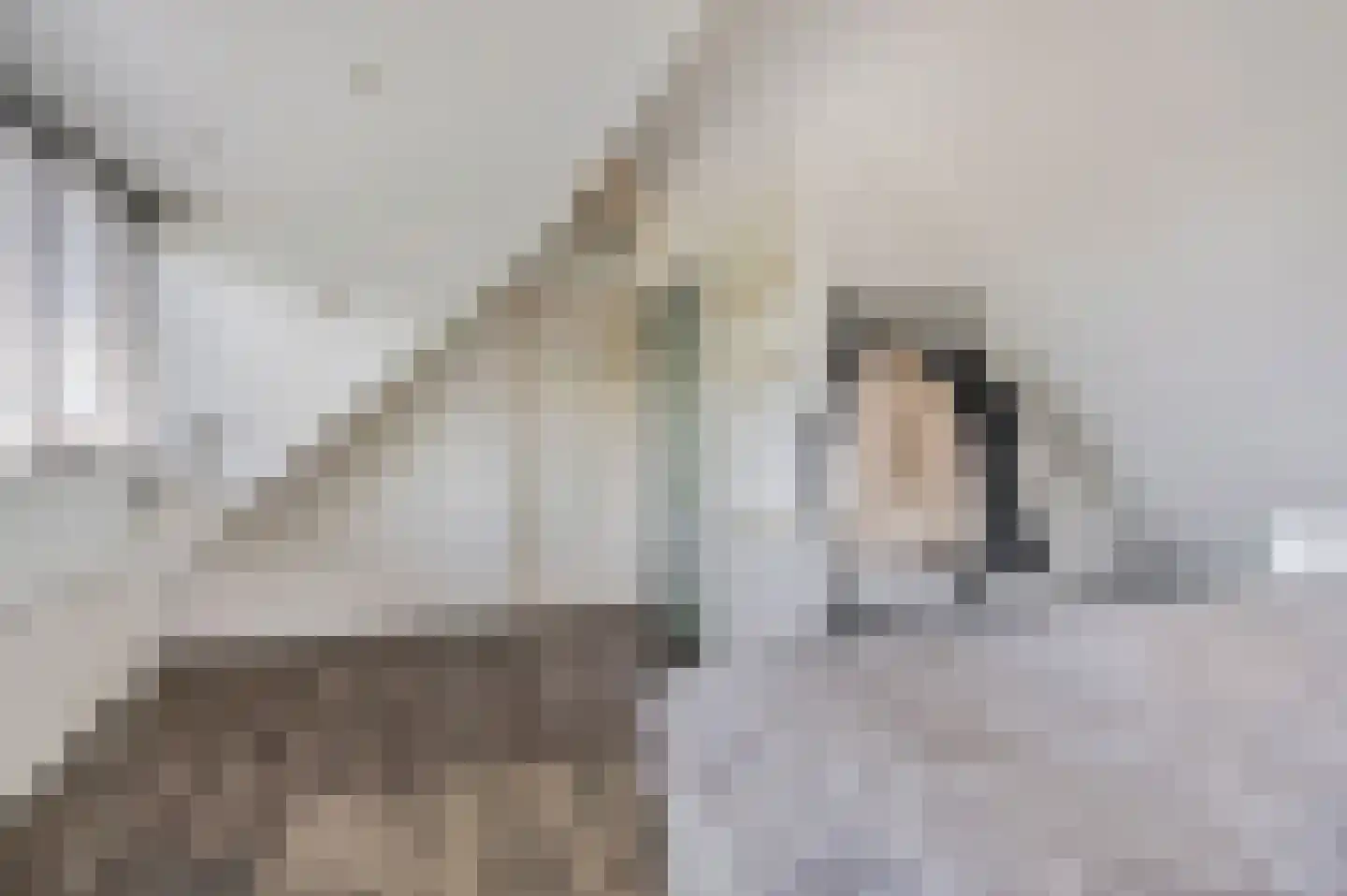 Waalkant 11 Ochten thumbnail 37