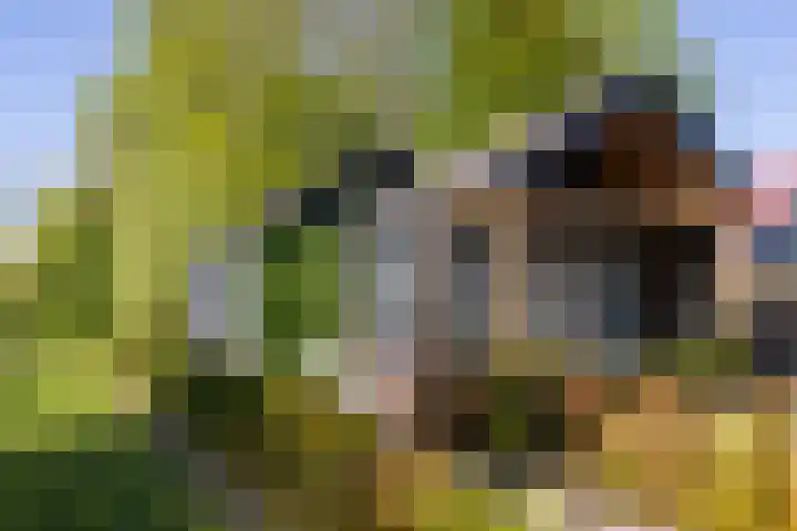 Waalseweg 49 Tull en 't Waal thumbnail 31