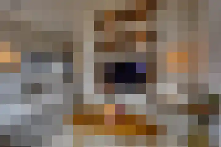 Waalslop 3 Poortugaal thumbnail 25