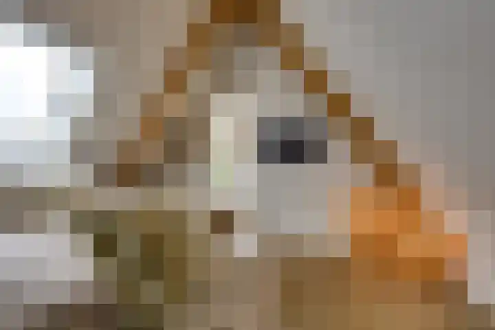 Waalslop 3 Poortugaal thumbnail 40