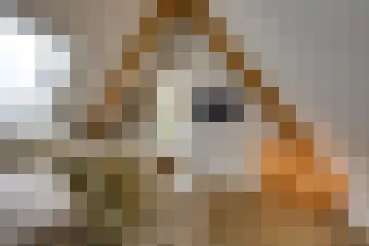 Waalslop 3 Poortugaal thumbnail 5