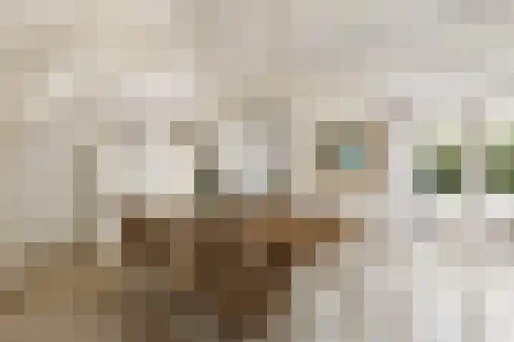 Waalsteen 67 Houten thumbnail 14