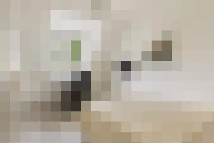 Waalsteen 67 Houten thumbnail 21