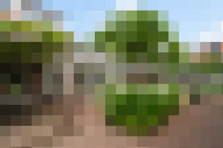 Waalstraat 1 Rhoon thumbnail 40