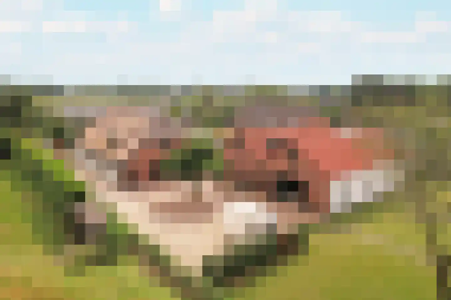 Waalstraat 4 Andelst thumbnail 42
