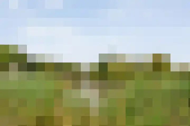 Waanderskamp 7 Dalfsen thumbnail 4