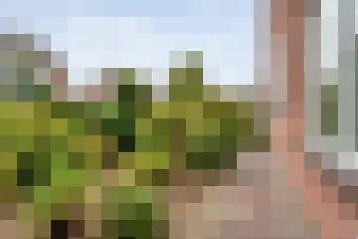 Waanderskamp 7 Dalfsen thumbnail 49