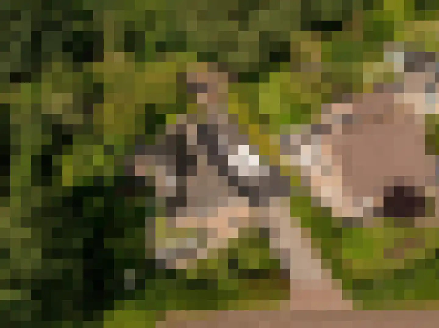 Waardeel 2 Zuidwolde thumbnail 65
