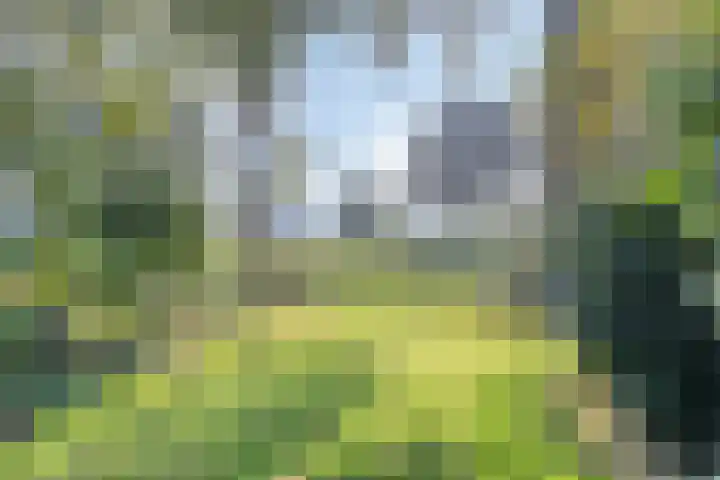 Waardeel 46 Borger thumbnail 33
