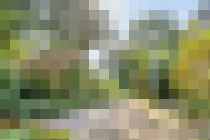 Waardeel 46 Borger thumbnail 34