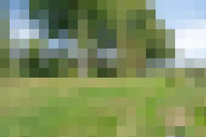 Waardeel 46 Borger thumbnail 42
