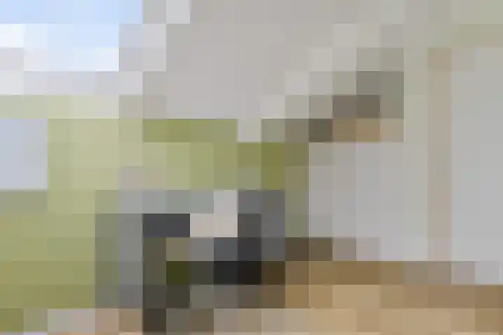 Waardeel 96 Steenwijk thumbnail 28