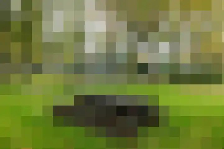 Waardeellaan 31 Gieten thumbnail 6
