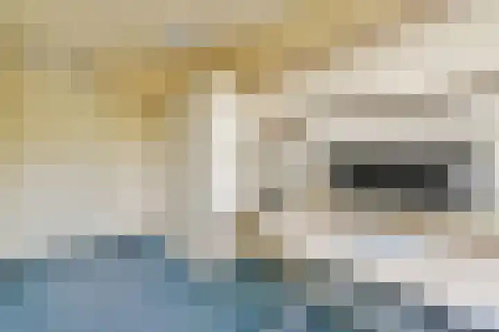 Waarsmanslag 15 Gouda thumbnail 22