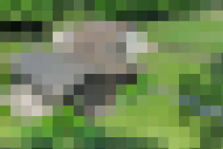 Waatselaarstraat 6 Berghem thumbnail 30