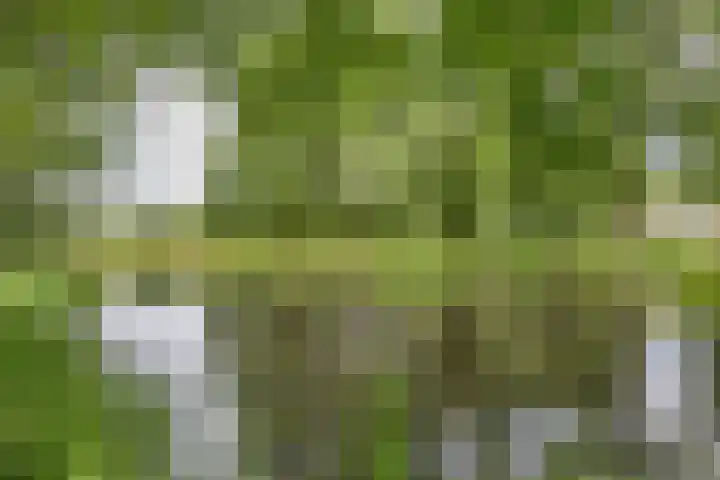 Wabbe Wissesstrjitte 2 Gorredijk thumbnail 34