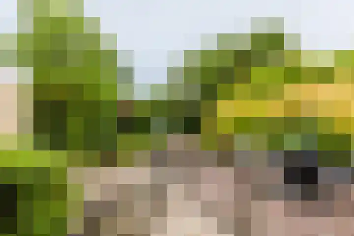 Wabbe Wissesstrjitte 46 Gorredijk thumbnail 18