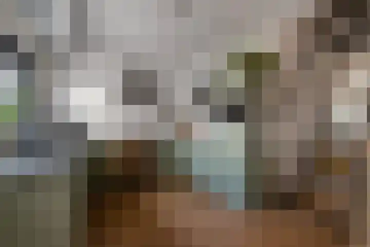 Wachtendonk 701 Uden thumbnail 19