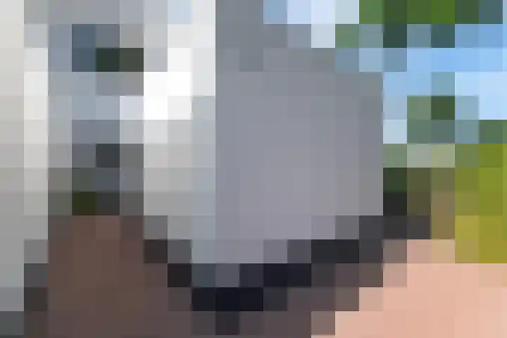 Wachtendonk 701 Uden thumbnail 7