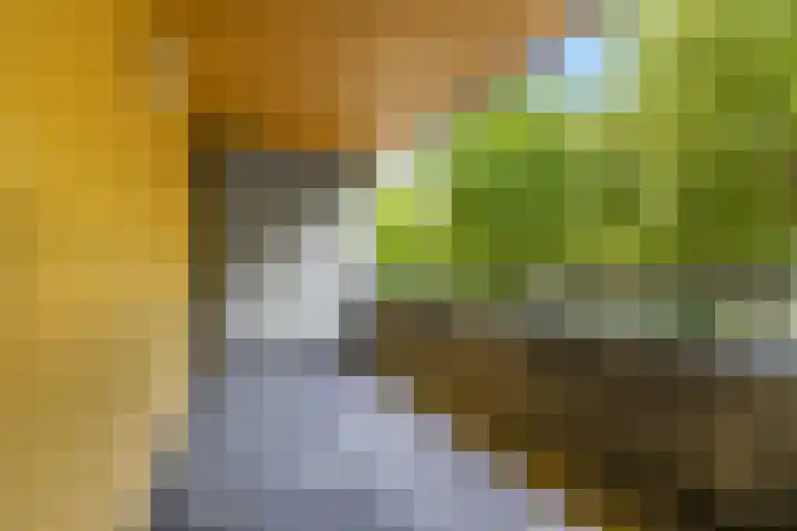 Wadestein 38 Ede thumbnail 21
