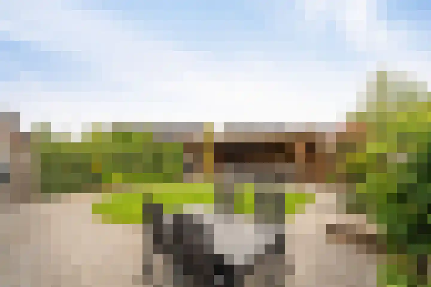 Wadloper 11 Kampen thumbnail 31