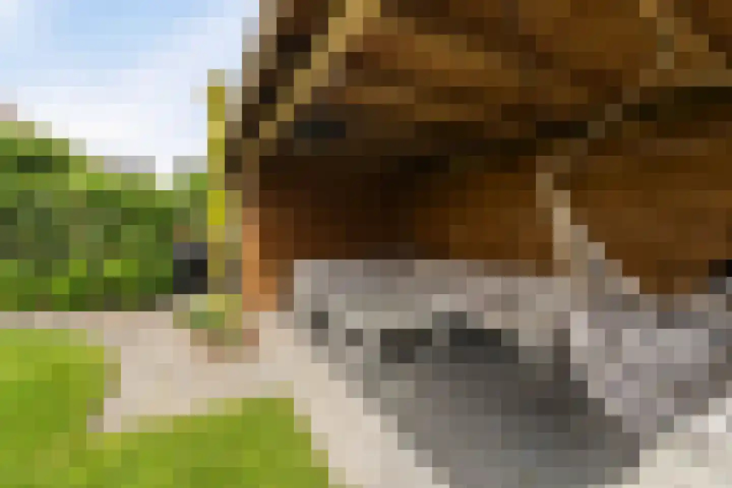 Wadloper 11 Kampen thumbnail 34