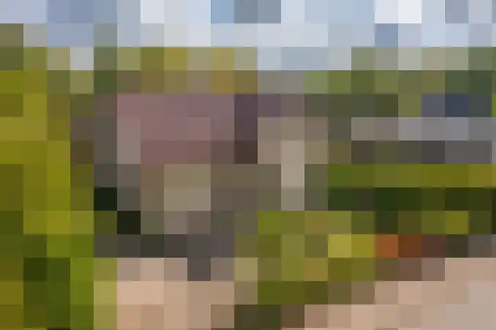 Wagenborgerweg 21 Nieuwolda thumbnail 7