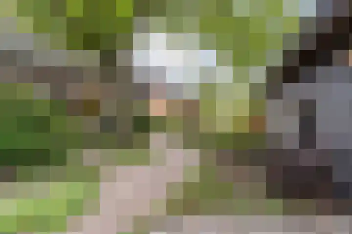 Wagenbroeken 6 Casteren thumbnail 4