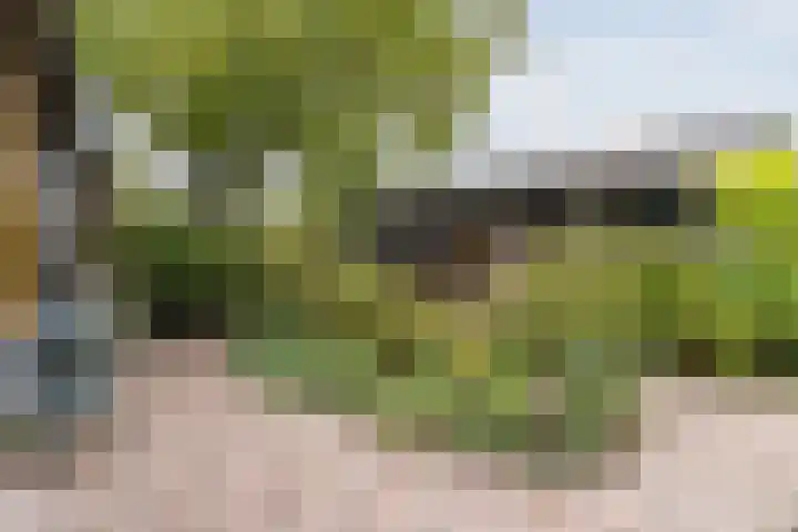 Wagenbroeken 6 Casteren thumbnail 42