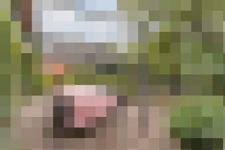 Wagenbroeken 6 Casteren thumbnail 52