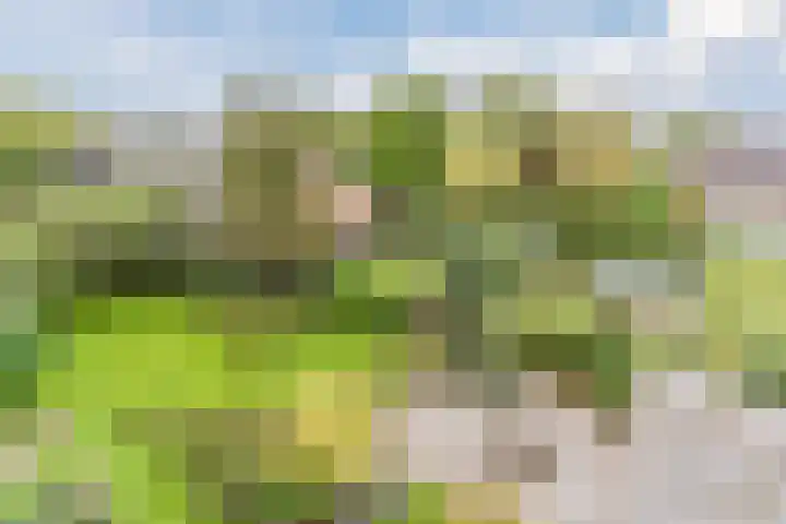 Wagenbroeken 6 Casteren thumbnail 86
