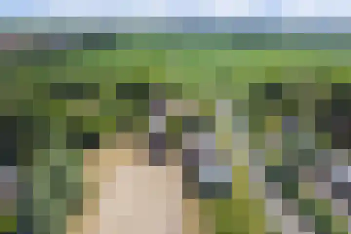 Wagendijk 16 Kockengen thumbnail 66