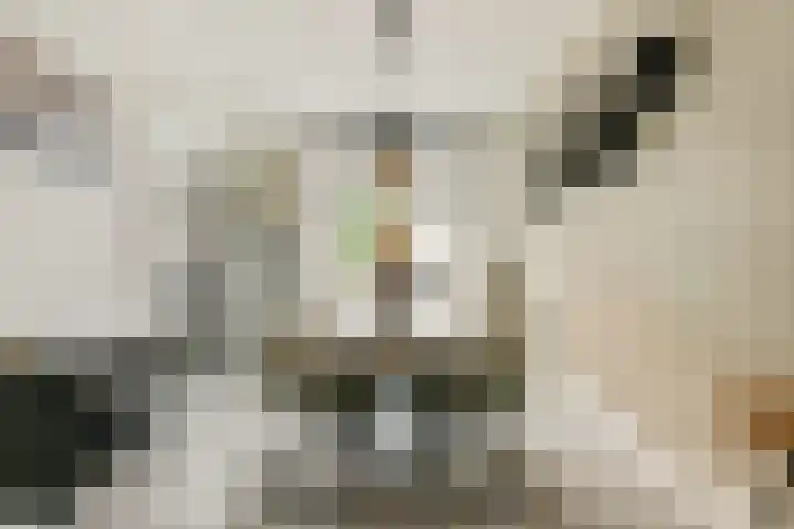 Wagenstraat 8 Lisse thumbnail 5